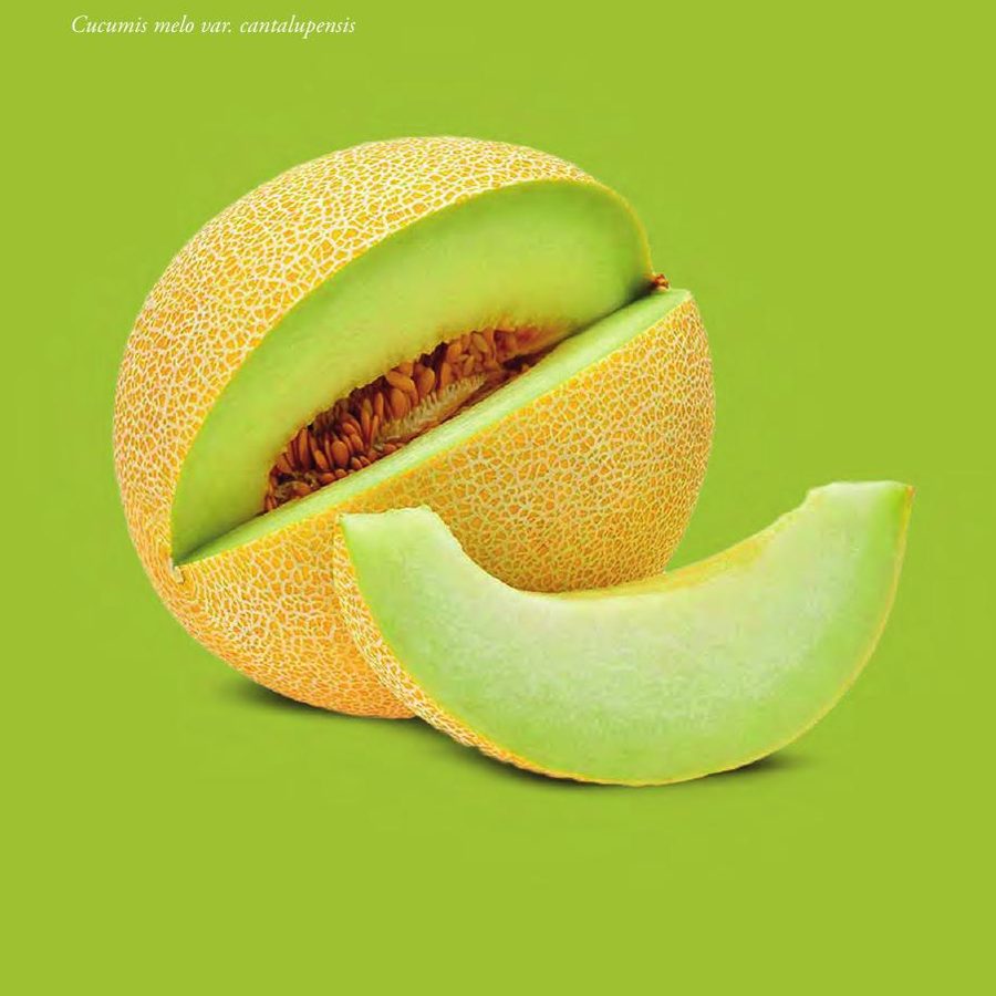 Melon