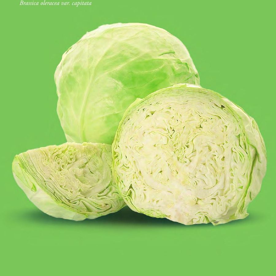 白卷心菜